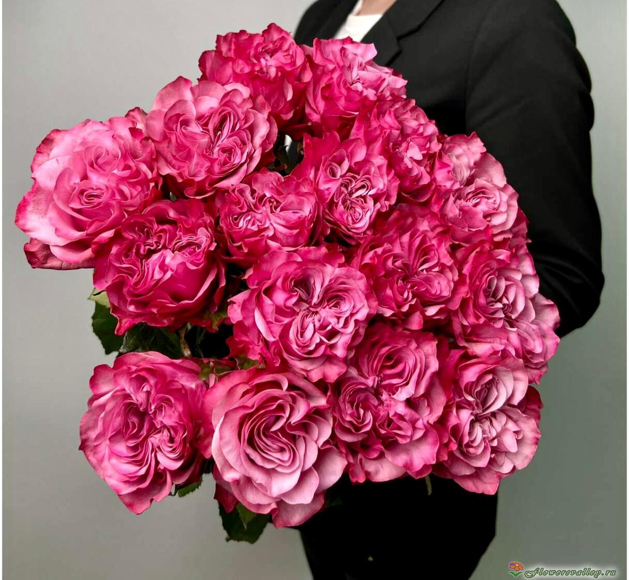 Букет из 15 роз Кантри Блюз (пр-во Эквадор, сорт 
