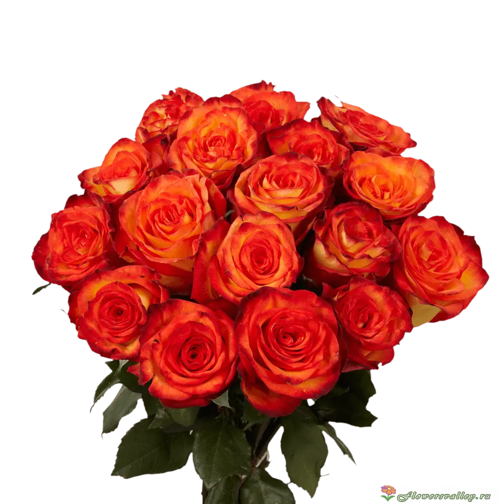 Букет из 25 красных роз (пр-во Эквадор, сорт "хай мэджик")