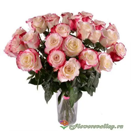 Букет из 15 бело-розовых роз (пр-во Эквадор, сорт "свитнесс")