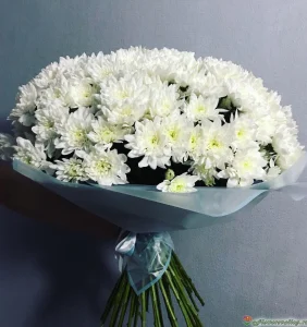 Букет белых хризантем, 35 шт (про-во Россия), 35 шт