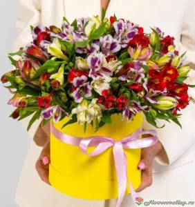 Шляпная коробка с альстромерией, 25 шт