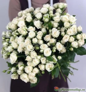 Букет из белых кустовых роз "Жозефина" (Josephine), 51 шт