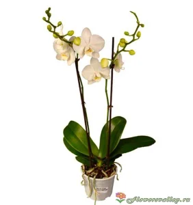 Орхидея фаленопсис белая (лат. Orchidaceae Phalaenopsis)