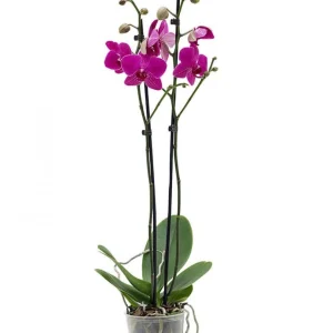 Орхидея фаленопсис сиреневая (лат. Orchidaceae Phalaenopsis)
