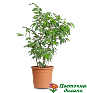 Фикус Бенджамина