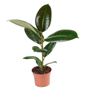 Фикус Робуста (Ficus robusta)