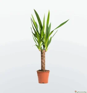 Юкка (лат. Yucca)