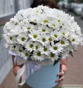 Шляпная коробка с белой хризантемой, 25 шт