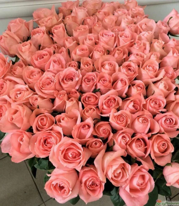 Букет из 101 розы Би Свит, (пр-во Эквадор, сорт "Be Sweet") фото3