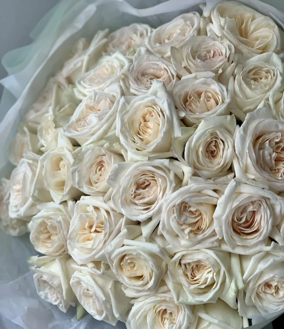ие	Букет из 101 розы Вайт Охара ( сорт White O'Hara, пр-во Эквадор) Фото 2