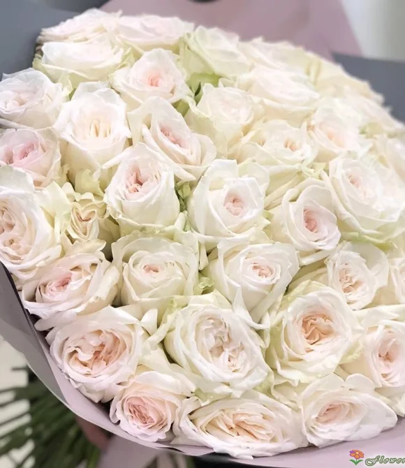 ие	Букет из 101 розы Вайт Охара ( сорт White O'Hara, пр-во Эквадор) Фото 4
