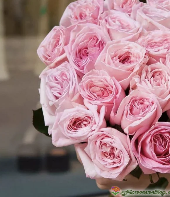 Пинк О'Хара Фото 2