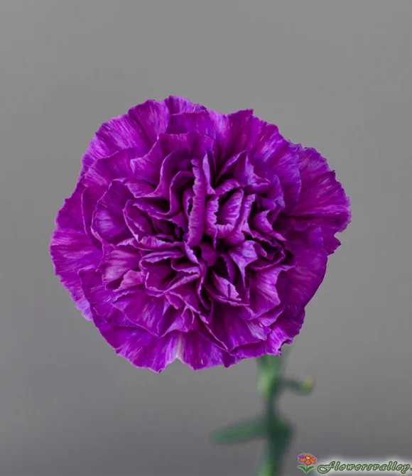 Гвоздика Фарида (Carnation Farida) 