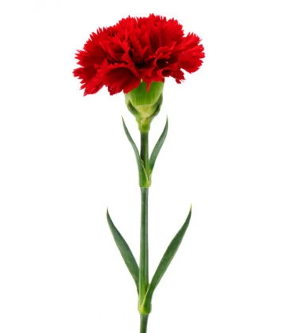 красная гвоздика
