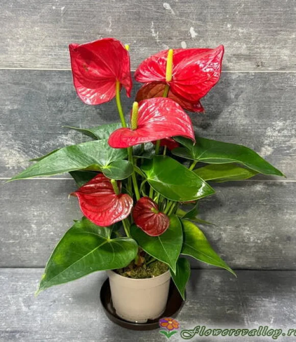 Антуриум (лат. Anthurium), d 12