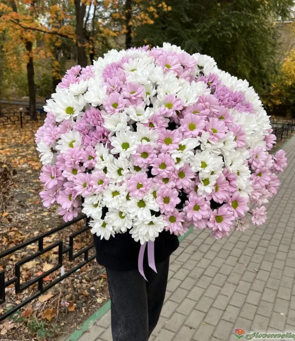 51 хризантема микс