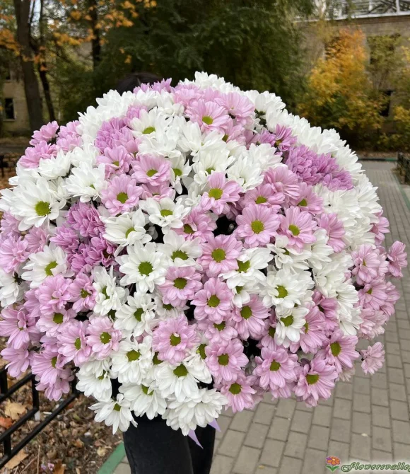 51 хризантема микс