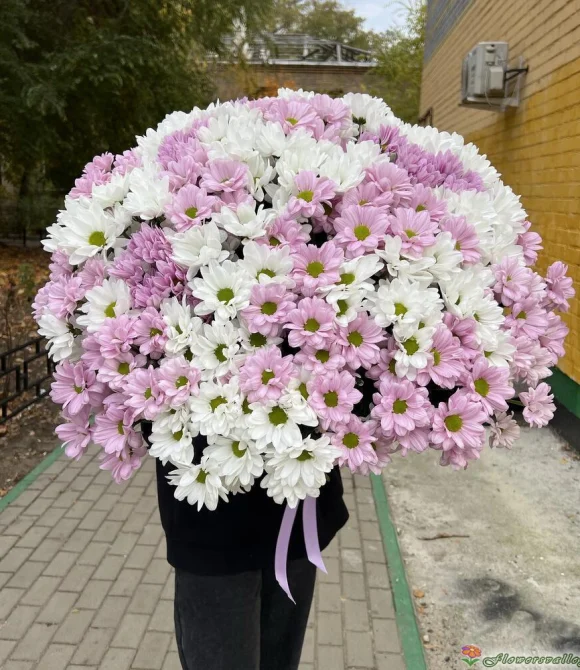 51 хризантема микс