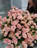 Букет из 51 розовых кустовых роз "Лидия" (Lidia)