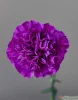 Гвоздика Фарида (Carnation Farida) 