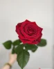 купить красную розы