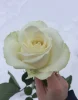 белая роза