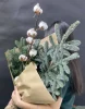 Букет из хлопка и нобилиса