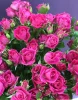 розова роза кустовая фото 6