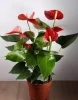 Антуриум (лат. Anthurium), d 12