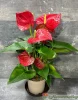 Антуриум (лат. Anthurium), d 12
