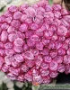 Букет из 101 сиреневой розы (пр-во Эквадор)