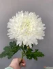 Хризантема одноголовая 