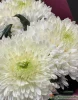 хризантема одноголовая 5 штук