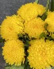 7 желтых хризантем магнум