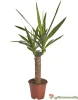 Юкка (лат. Yucca), d 14