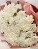 Букет из 35 белых гвоздик